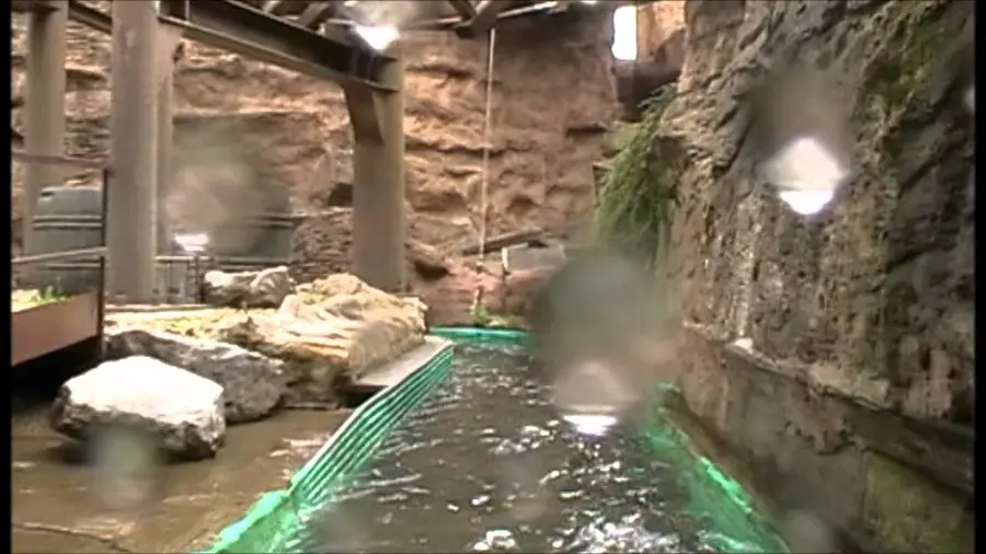 Vídeo de este atracción